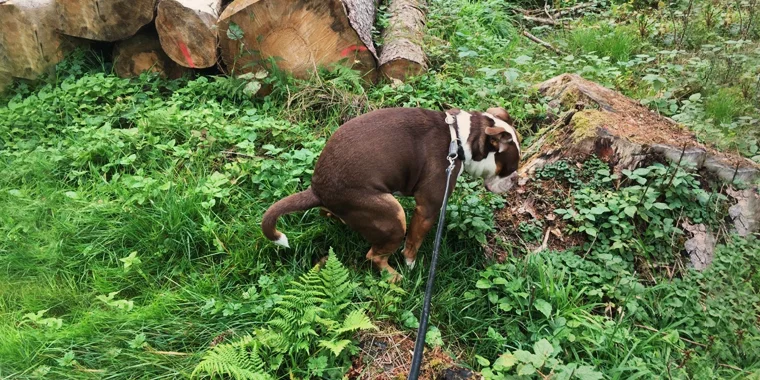 Welches Futter ist richtig, wenn Dein Hund Durchfall hat?
