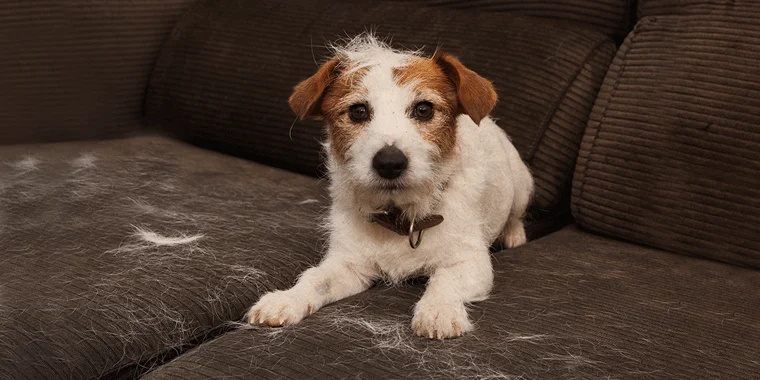 Mein Hund haart extrem: Welches Futter ist jetzt richtig?