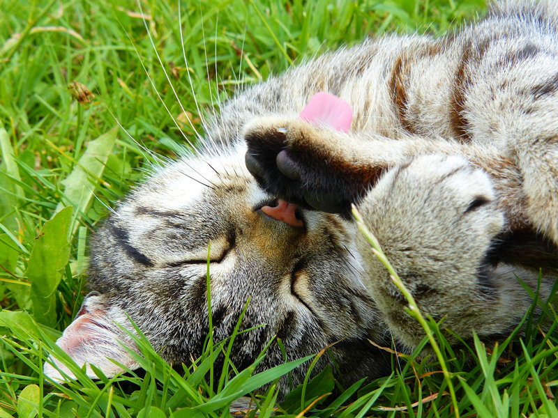 Fellwechsel bei Katzen: Tipps zur Unterstützung