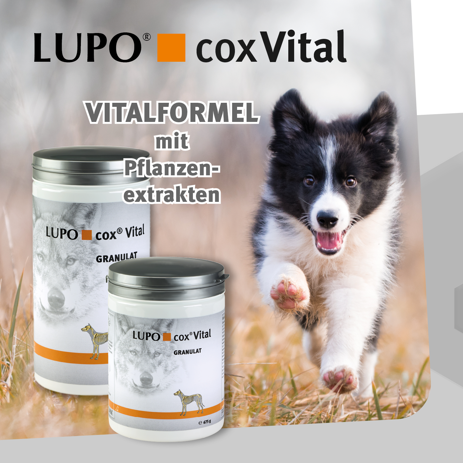 LUPO COX VITAL 675 g