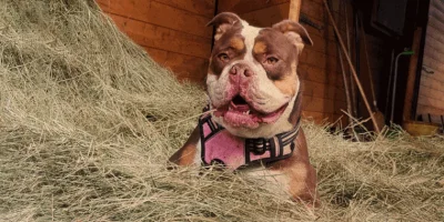 Mein Hund muss abnehmen – welches Futter ist richtig?