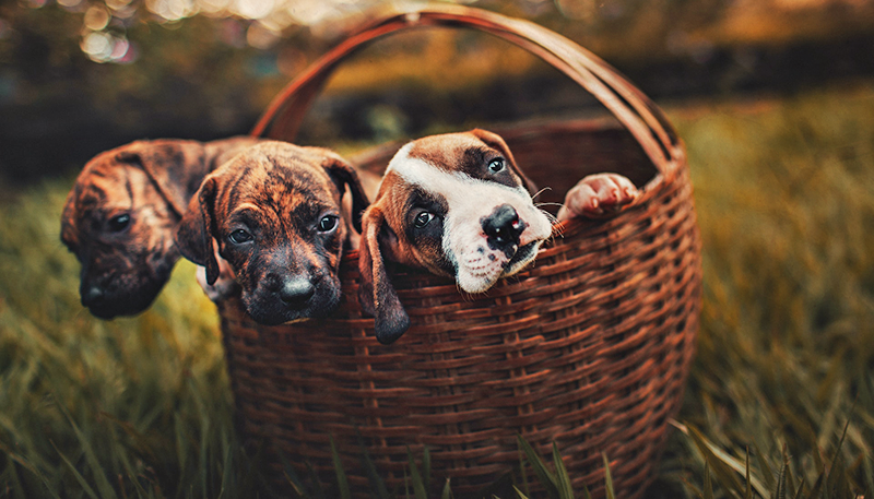 Welpen-Erstausstattung: Tipps für frischgebackene Hundehalter